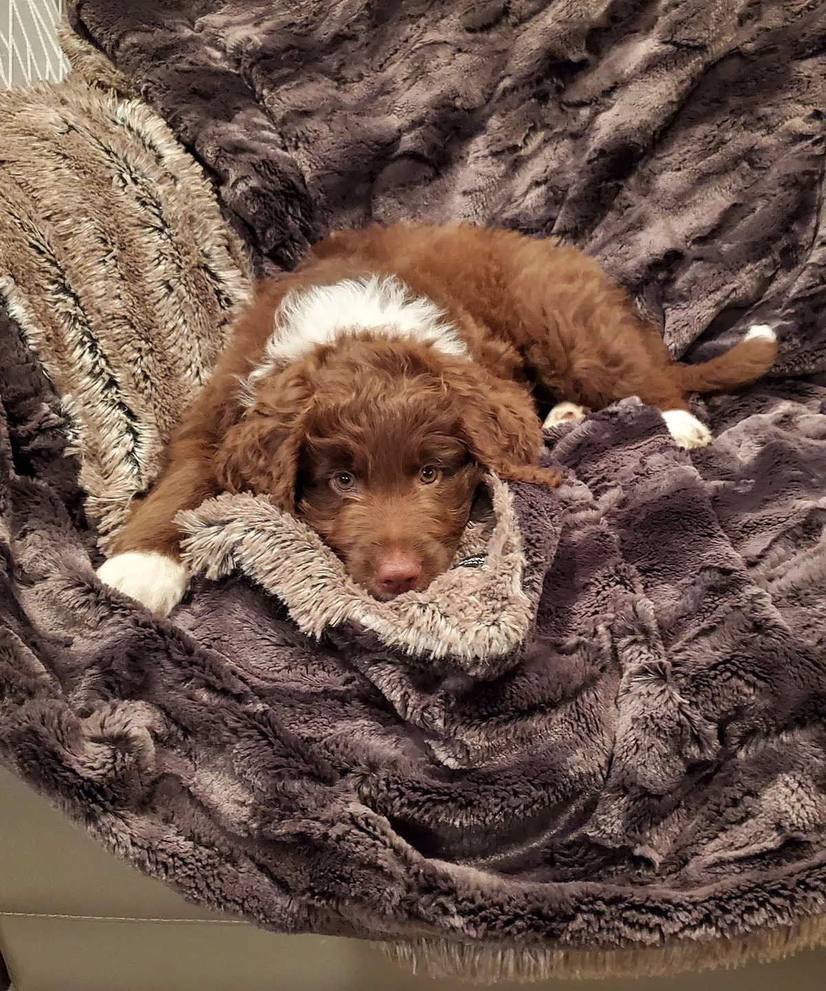 Luxury Faux Fur Throw in Espresso Bean